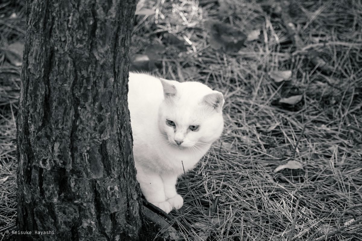 猫