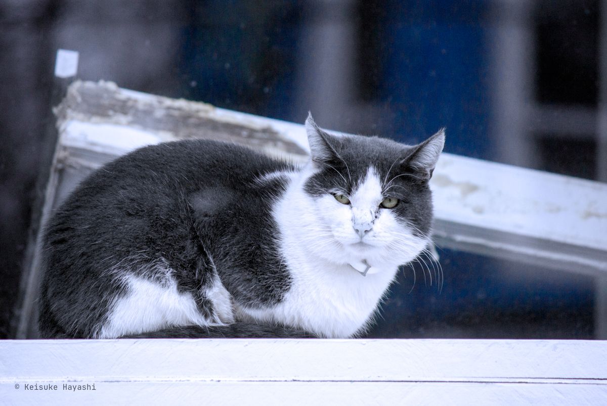 トロントの猫