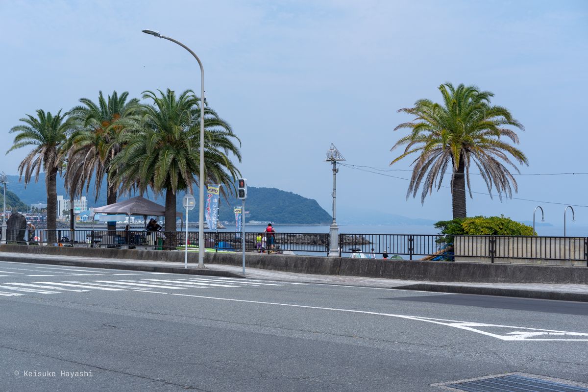 海とヤシの木