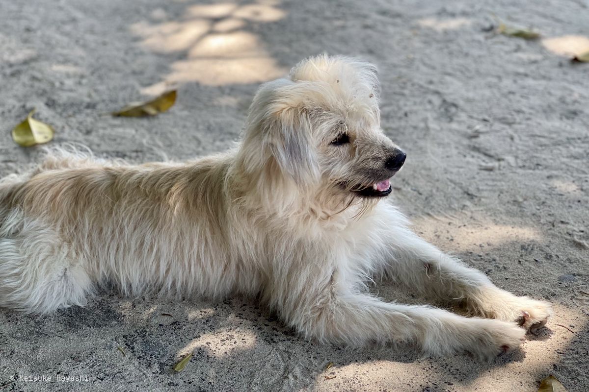 砂浜にいた犬
