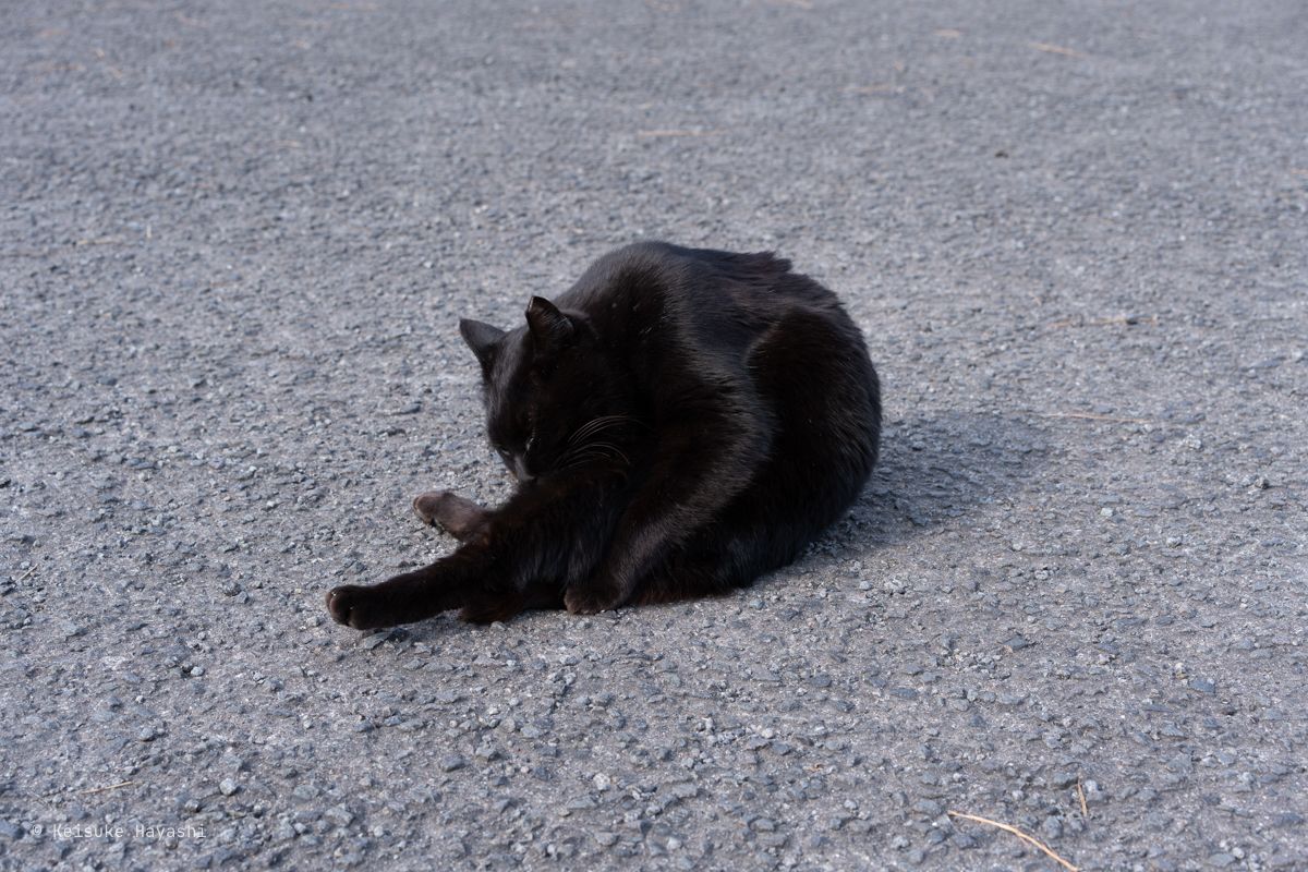 猫