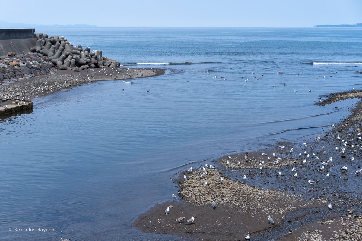 伊東大川の河口
