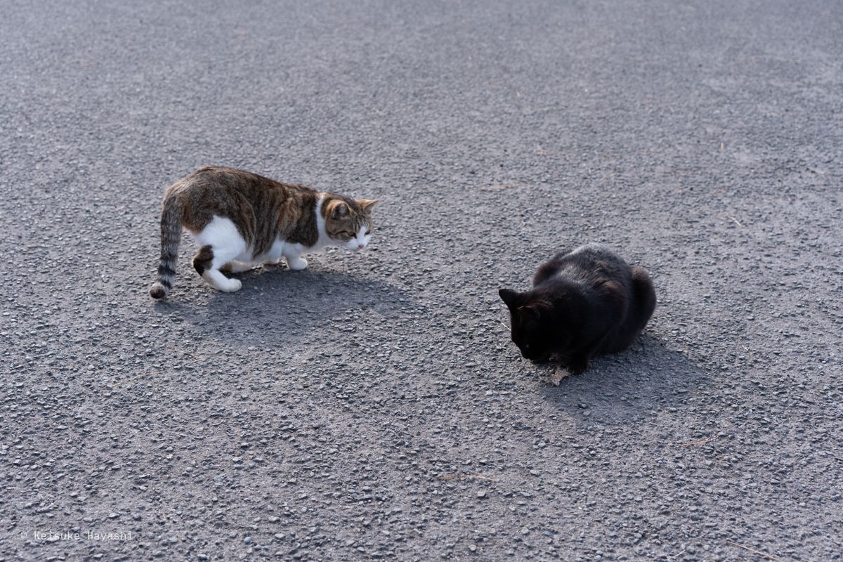 猫