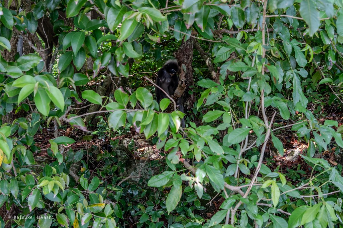 ジャングルの中のタスキールトン