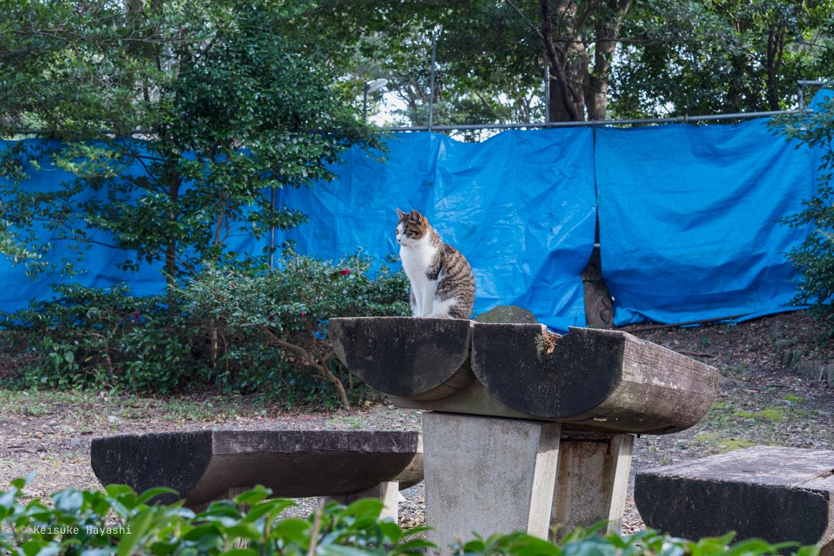 猫