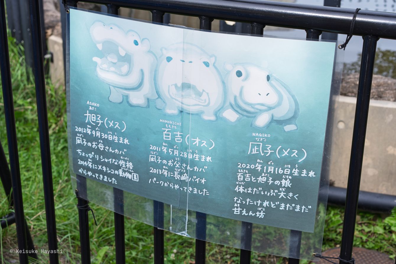 3 匹のカバ