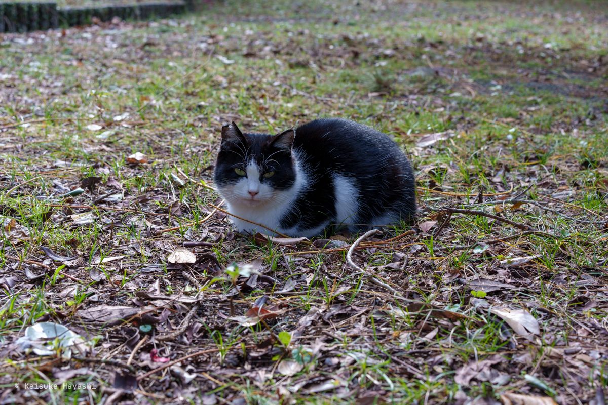 猫