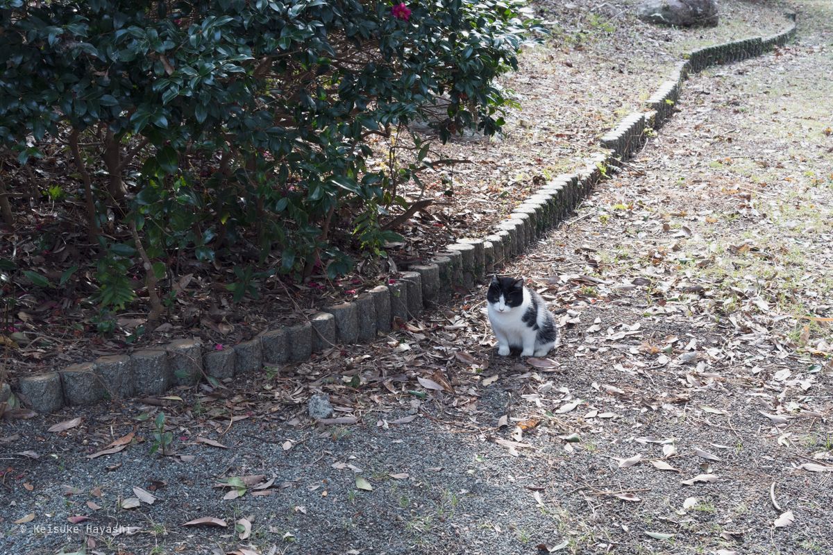 猫