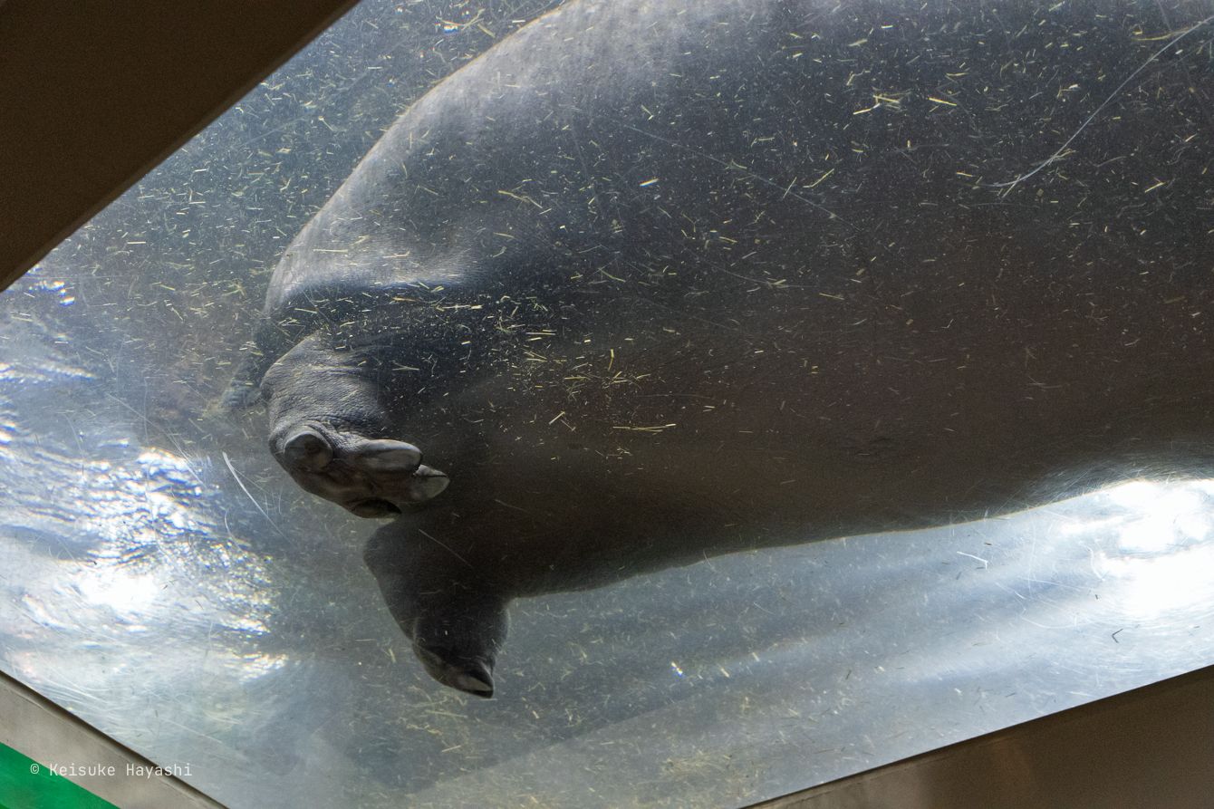 水槽の下からカバを見られる