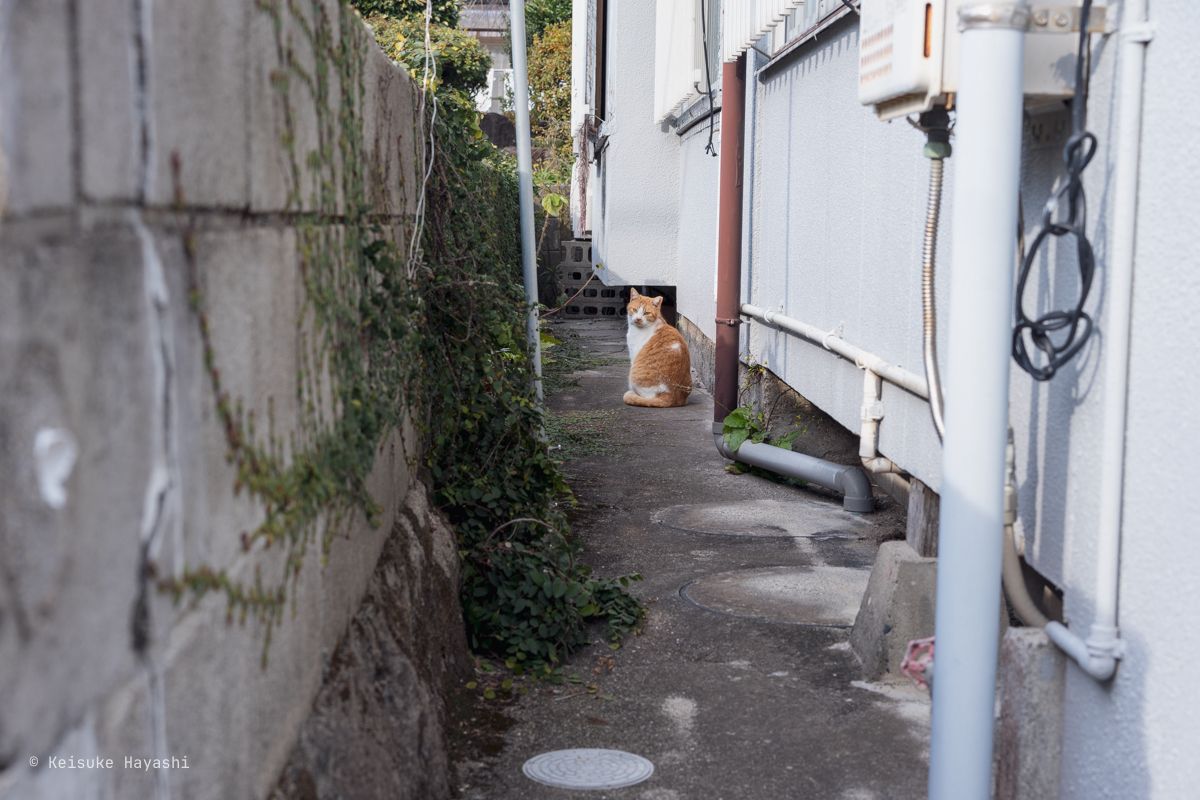 猫