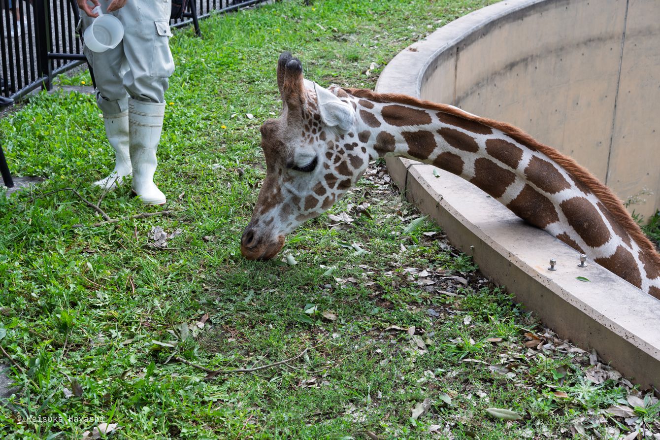 キリンの餌やり