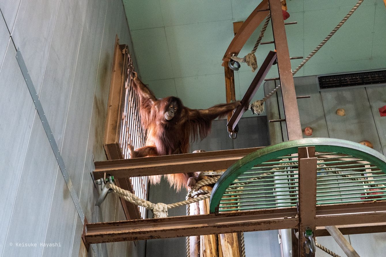 オランウータン