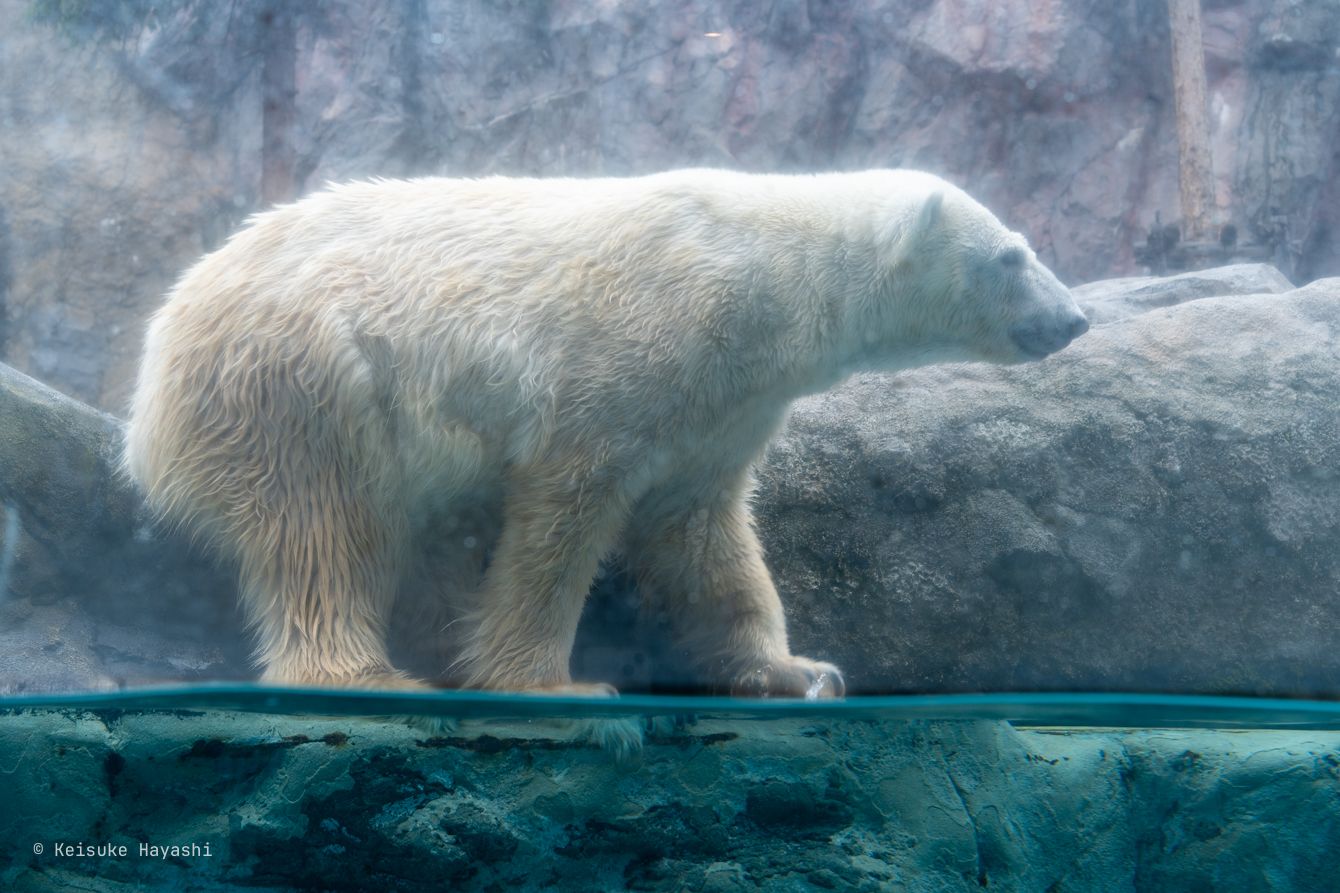 ホッキョクグマ