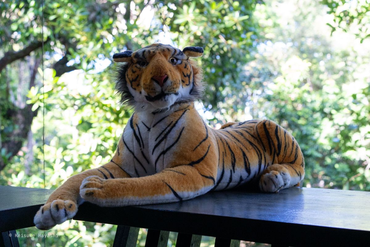 虎のぬいぐるみ