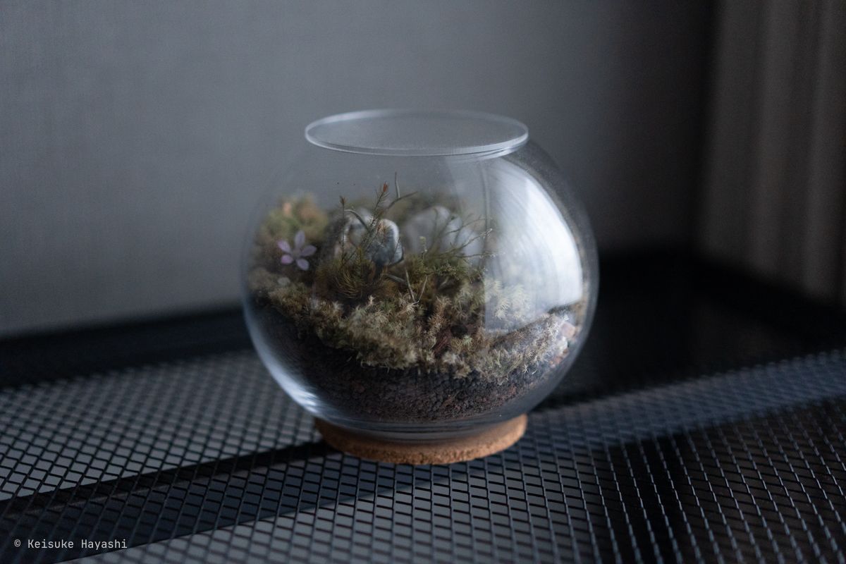 観葉植物