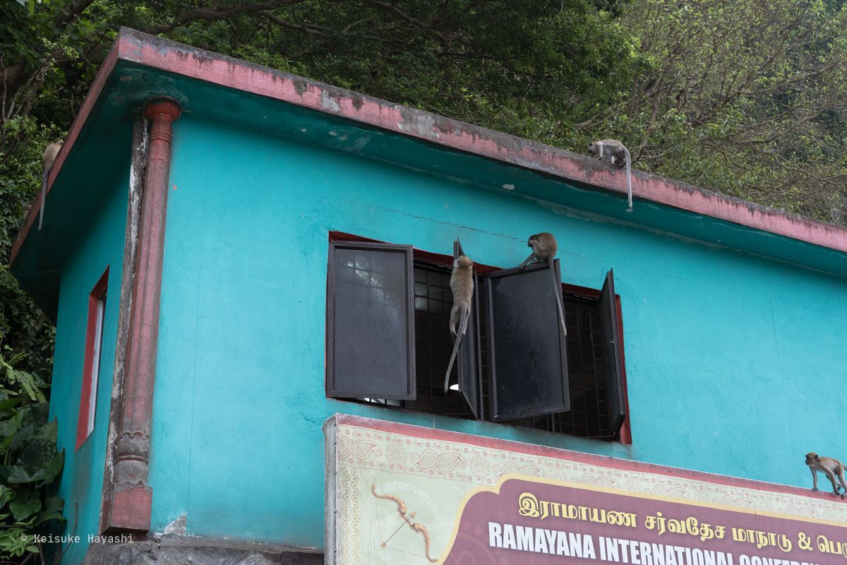 建物に群がる猿達