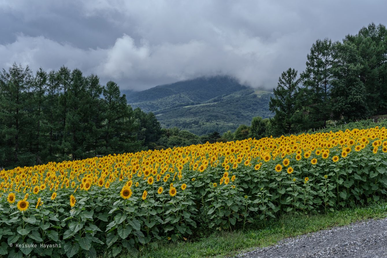 ひまわり畑